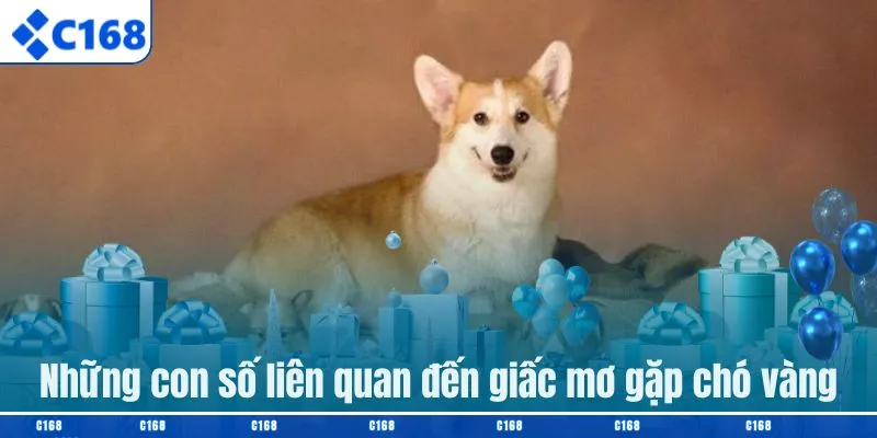 Những con số liên quan đến giấc mơ gặp chó vàng