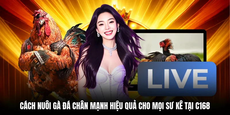 Cách Nuôi Gà Đá Chân Mạnh