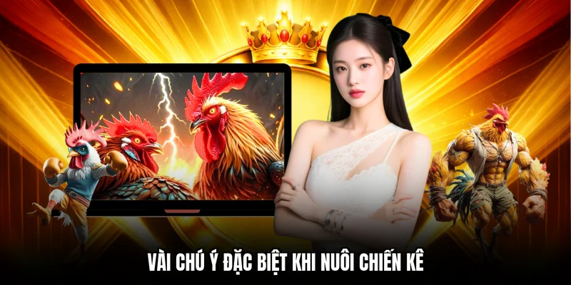 Vài chú ý đặc biệt khi nuôi chiến kê